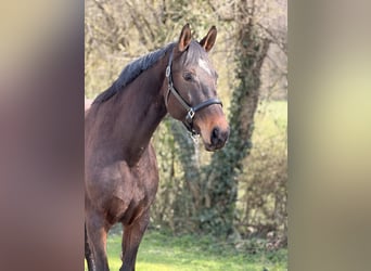Oldenburg, Mare, 9 years, 16.3 hh, Brown