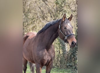 Oldenburg, Mare, 9 years, 16.3 hh, Brown