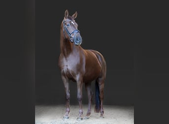 Oldenburg, Mare, 9 years, 16.3 hh, Chestnut