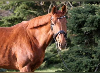 Oldenburg, Mare, 9 years, 16.3 hh, Chestnut-Red