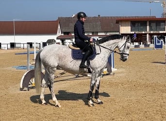 Oldenburg, Mare, 9 years, 16.3 hh, Grey