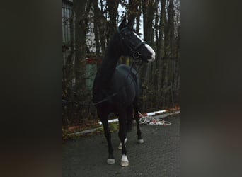 Oldenburg, Mare, 9 years, 16 hh, Black