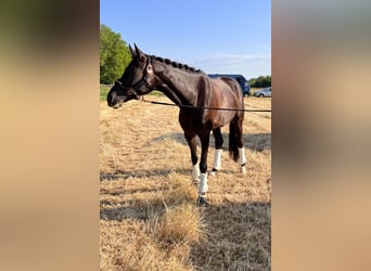 Oldenburg, Mare, 9 years, 16 hh, Black