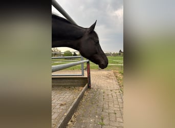 Oldenburg, Mare, 9 years, 16 hh, Black