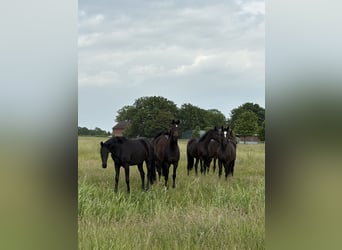 Oldenburg, Mare, 9 years, 16 hh, Brown