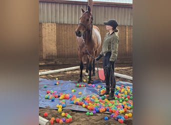 Oldenburg, Mare, 9 years, 16 hh, Brown