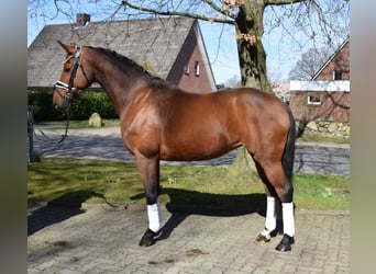 Oldenburg, Mare, 9 years, 16 hh, Brown