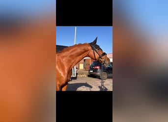 Oldenburg, Mare, 9 years, 16 hh, Chestnut-Red