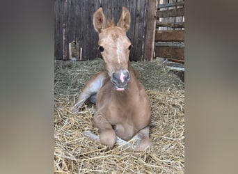 Oldenburg, Mare, 9 years, 16 hh, Chestnut-Red