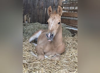 Oldenburg, Mare, 9 years, 16 hh, Chestnut-Red