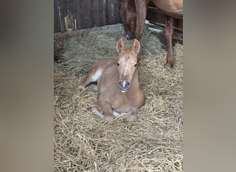 Oldenburg, Mare, 9 years, 16 hh, Chestnut-Red