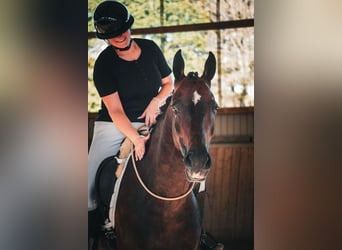Oldenburg, Mare, 9 years, 16 hh, Smoky-Black