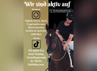 Oldenburg, Mare, 9 years, 16 hh, Smoky-Black