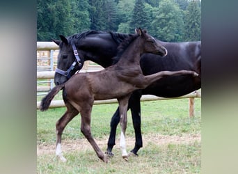 Oldenburg, Mare, 9 years, 16,1 hh, Black