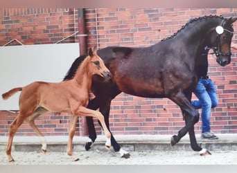 Oldenburg, Mare, 9 years, 16,1 hh, Brown