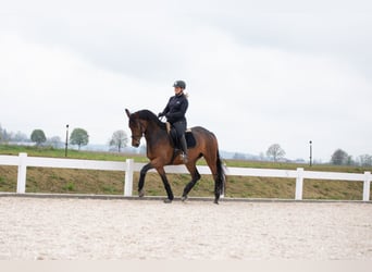Oldenburg, Mare, 9 years, 16,1 hh, Brown