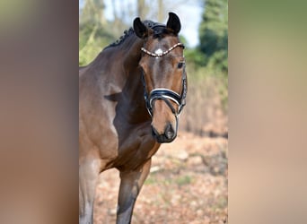 Oldenburg, Mare, 9 years, 16,1 hh, Brown
