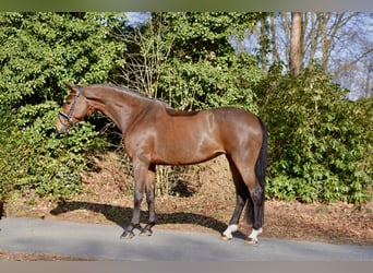 Oldenburg, Mare, 9 years, 16,1 hh, Brown