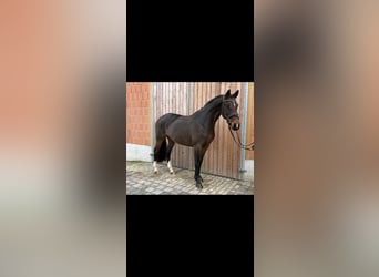 Oldenburg, Mare, 9 years, 16,1 hh, Brown