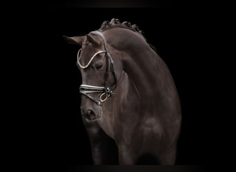 Oldenburg, Mare, 9 years, 16,1 hh, Chestnut
