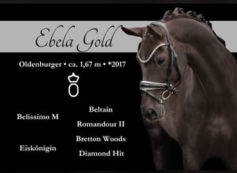 Oldenburg, Mare, 9 years, 16,1 hh, Chestnut