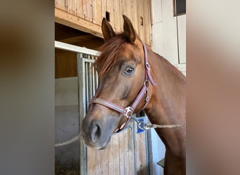 Oldenburg, Mare, 9 years, 16,1 hh, Chestnut