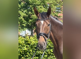 Oldenburg, Mare, 9 years, 16,2 hh, Chestnut