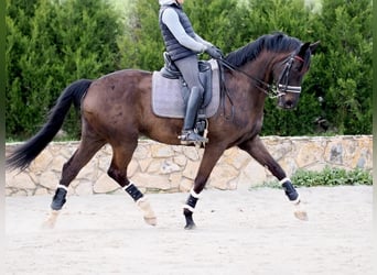 Oldenburg, Mare, 9 years, 16,3 hh, Black