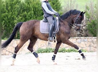 Oldenburg, Mare, 9 years, 16,3 hh, Black