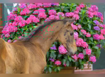 Oldenburg, Mare, 9 years, 16,3 hh, Chestnut-Red