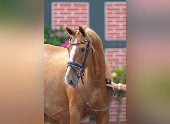 Oldenburg, Mare, 9 years, 16,3 hh, Chestnut-Red