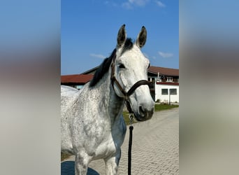 Oldenburg, Mare, 9 years, 16,3 hh, Grey