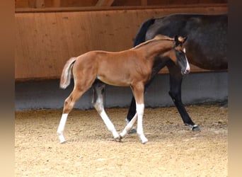 Oldenburg, Mare, 9 years, 17.1 hh, Bay-Dark