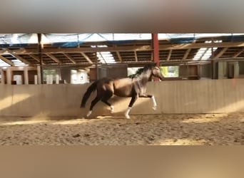 Oldenburg, Mare, 9 years, 17 hh, Bay-Dark