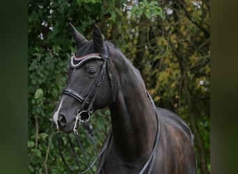 Oldenburg, Mare, 9 years, 17 hh, Black