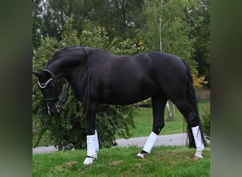 Oldenburg, Mare, 9 years, 17 hh, Black