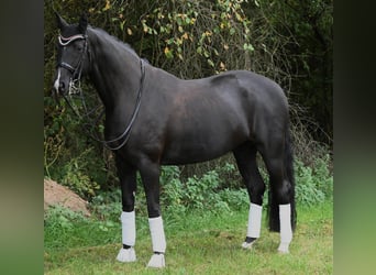 Oldenburg, Mare, 9 years, 17 hh, Black