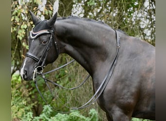Oldenburg, Mare, 9 years, 17 hh, Black