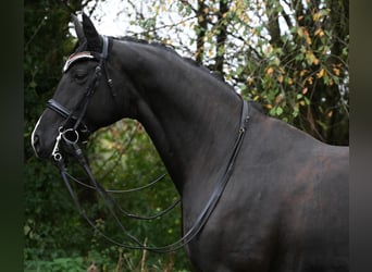 Oldenburg, Mare, 9 years, 17 hh, Black