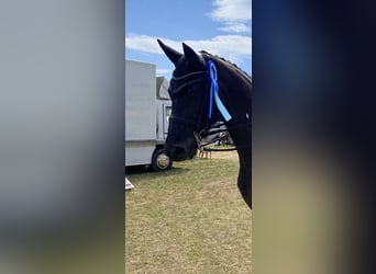 Oldenburg, Mare, 9 years, 17 hh, Black