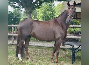 Oldenburg, Mare, 9 years, 17 hh, Chestnut