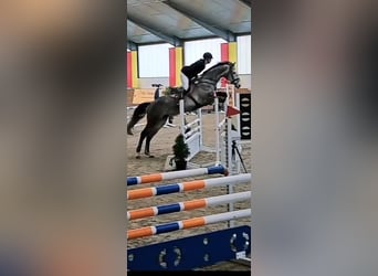 Oldenburg, Mare, 9 years, 17 hh, Grey