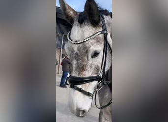 Oldenburg, Mare, 9 years, 17 hh, Grey