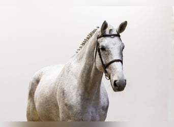 Oldenburg, Mare, 9 years, 17,2 hh, Grey