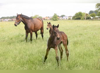 Oldenburg, Mare, 9 years, Brown