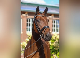 Oldenburg, Mare, 9 years, Brown