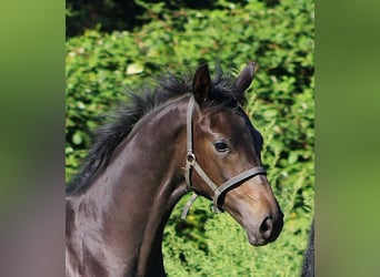 Oldenburg, Mare, Foal (05/2023), 14 hh, Smoky-Black