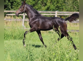 Oldenburg, Mare, Foal (05/2023), 14 hh, Smoky-Black