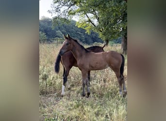 Oldenburg, Mare, Foal (05/2026), 16.1 hh, Bay-Dark