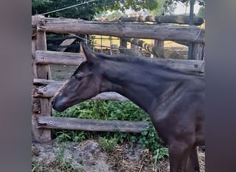 Oldenburg, Mare, Foal (05/2026), 16.1 hh, Black